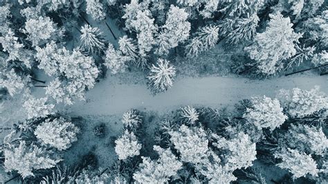 Download Wallpaper 2560x1440 Forest Snow Aerial View Trees White