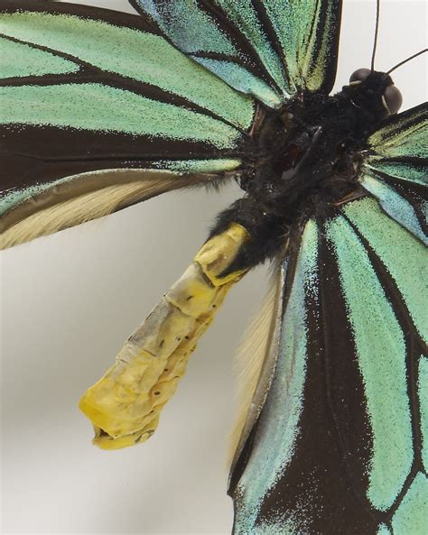 100 Years 100 Objects Queen Alexandras Birdwing Beyondbones
