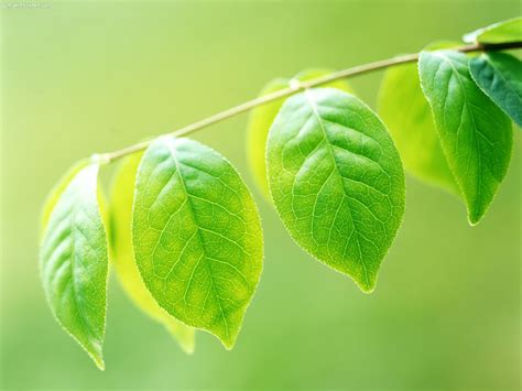 Hojas Y Ramas Verdes Imágenes De La Naturaleza Fotos E Imágenes En