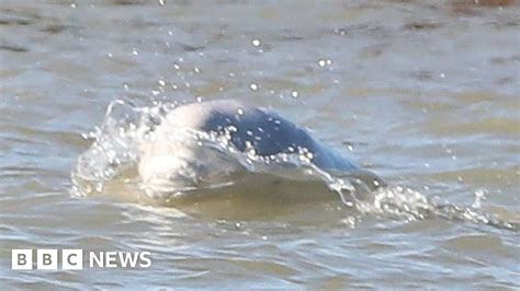 Whale Watching For Benny The Beluga In The Thames Estuary Bbc News