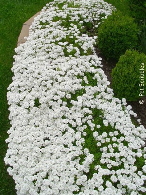 View all spring planted perennials ». Candytuft: A garden must-have! | Garden inspiration ...