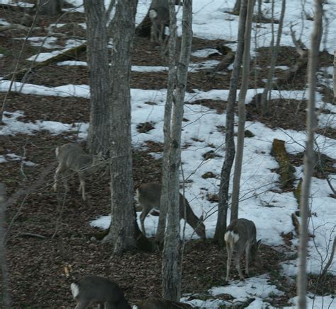 Sika Deer Media Encyclopedia Of Life