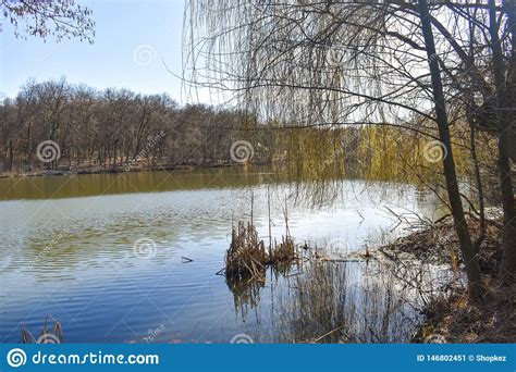 Park Lake With Beautiful Reflections At Spring Time Stock Image Image