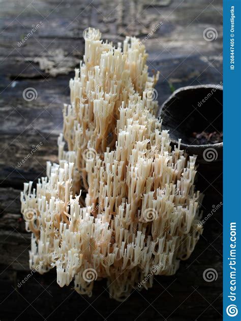 Coral Mushrooms Artomyces Pyxidatus Grow In Nature Stock Image Image