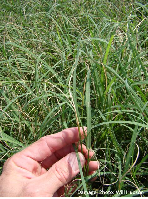 Bermudagrass Stem Maggot In Ga Turf Turf And Ornamental Pest Management