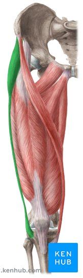 Tensor Fasciae Latae Muscle Anatomy And Function Kenhub