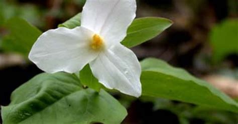 Beth Root Trillium Erectum Top Quality Herbs And Tinctures
