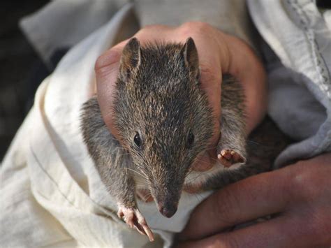 Bandicoots Return To Outback Nsw For First Time In A Hundred Years