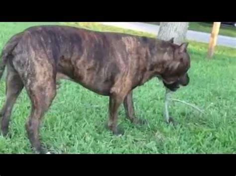 These dogs look and move like any other pitbull, the unique thing about them is the brindle pattern of their fur. tiger stripes pitbull - YouTube