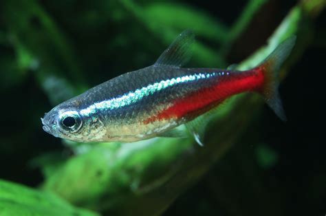 Neon Tetra Lifespan And A Complete Care Guide For Aquarist