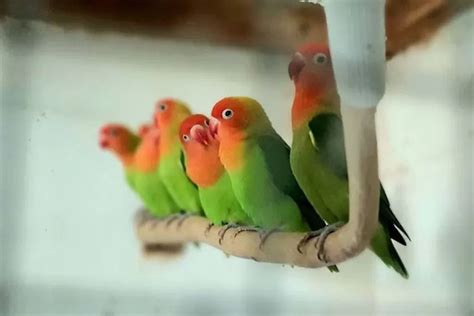Cara Jitu Merawat Burung Lovebird Bagi Pemula Jangan Sampai Salah