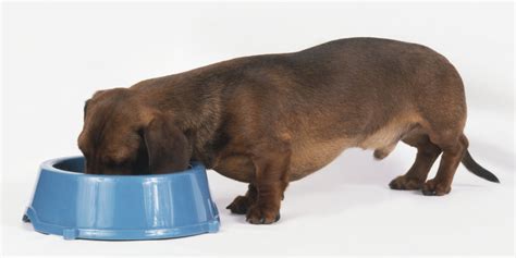 How long should dogs eat puppy food? 12 Human Foods You Didn't Know Could Kill Your Dog | HuffPost