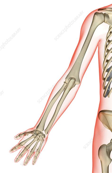 The Bones Of The Upper Limb Stock Image F0018346 Science Photo