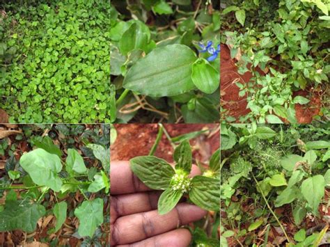 Live Off The Land Survive With Edible Weeds 9 Steps With Pictures
