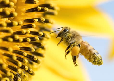 From Honeybees To Honey Possums 20 Facts About Pollination Stacker