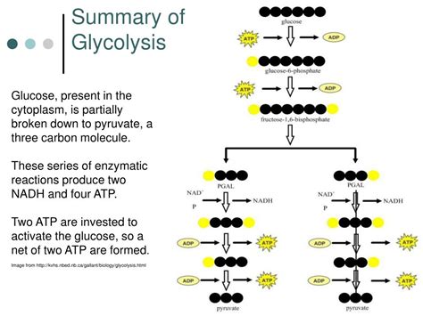 PPT Cellular Respiration Glycolysis Recap And Fermentation Processes