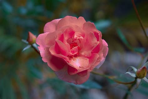 A Pink Rose In Bloom · Free Stock Photo