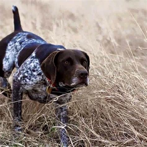 Hunting German Shorthaired Pointer German Shorthaired Pointer Dog Dogs