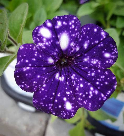 Yasuke has been a part of popular culture in japan for hundreds of years, but it's only recently that he de. Night Sky Petunia Has Petals That Look Like They're Dotted ...