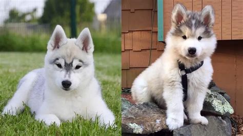 Siberian Husky Dog Facts Things To Know Before Getting A Husky