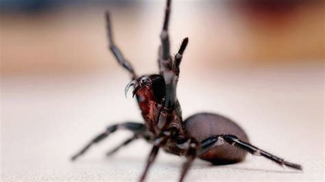 Desperately Seeking Deadly Spiders In Australia Bbc News