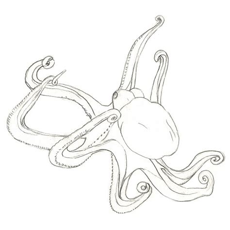 how to draw an octopus arteza