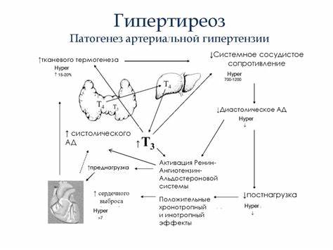 Гипертензия артериальная и диета Артериальная гипертензия эндокринного генеза: акромегалия, гипертиреоз Артериальная гипертензия эндокринного генеза: акромегалия, гипертиреоз Гипертензия артериальная и диета