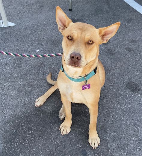 930 reviews from petsmart employees about working as a pet groomer at petsmart. Zappos, local organizations hold free pet adoptions in ...