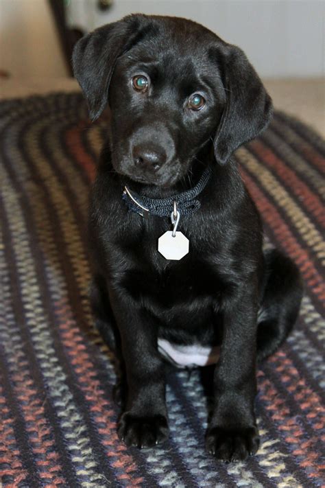 We are located in northern colorado, serving colorado, wyoming, utah and new mexico. Aw, puppy~ (With images) | Black labrador puppy, Dog rocks ...
