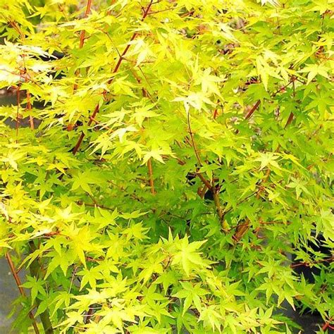 Acer Palmatum Ueno Yama 100 140cms Japanese Maple