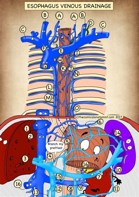 Venous Drainage Of The Esophagus Anatomy Pinterest Popup And The My