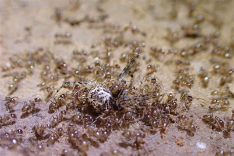 Crazy Ants Invasion