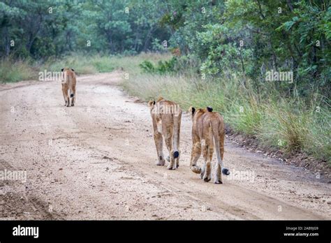 Pride Of Lions Walking Away On A Dirt Road In The Kruger National Park