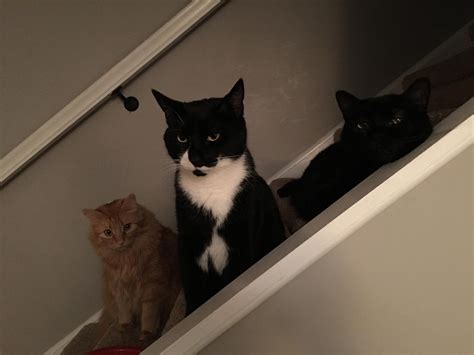 The Cat Mob Running The Stairs Rcats