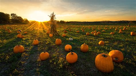 Pumpkin Patch 4k Wallpapers For Your Desktop Or Mobile Screen Free And