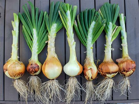 How To Grow Onions From Seed Or Sets To Harvest ~ Homestead And Chill