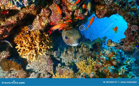 Underwater Photo Of A Pufferfish At Coral Reef Stock Image Image Of