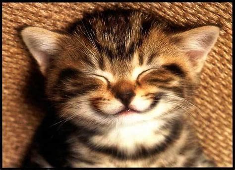 Happy Cats 😺 Cute Kitty Cats Wiki Fandom