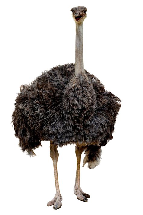 Premium Photo The Big Ostrich Bird On White Background Have Path