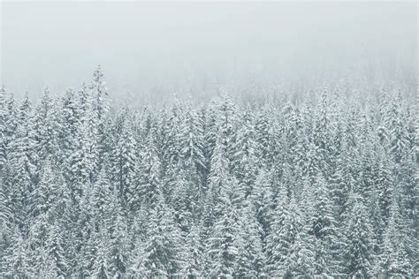 Snow Covered Evergreen Forest On A Foggy Day Snow Covered Tree