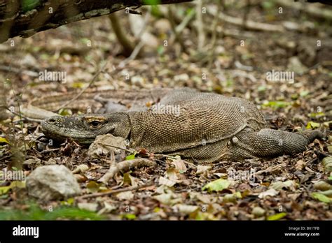 Komodo Dragon In Rinca Island Indonesia Stock Photo Alamy