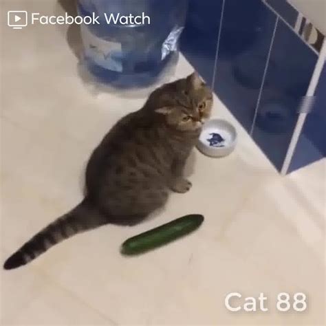 Funny Cats Scared Of Cucumbers Cat Vs Cucumber Compilation Funny