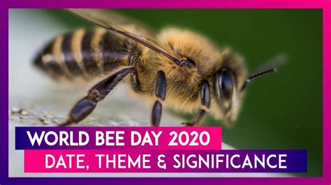 World Bee Day 2020 Date And Theme Significance Of The Day Raising