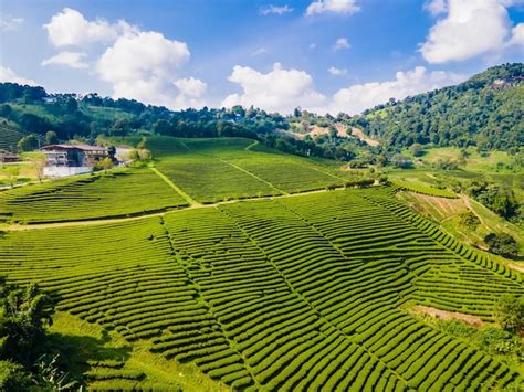 Premium Photo Landscape Top View Of Tea Plantation At Doi Mae Salong Chiang Rai Thailand Is