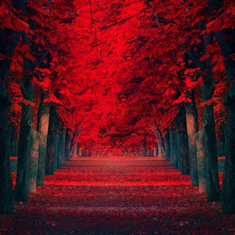 Red Road In The Middle Of The Forest Rusty Wonderful Nature