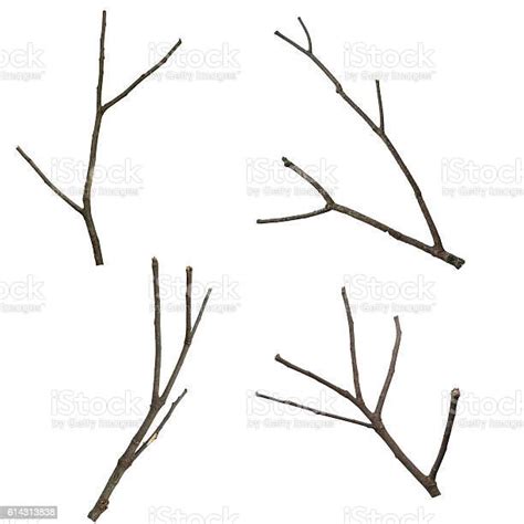 Set Of Dry Tree Branch Isolated On White Background Stock Photo
