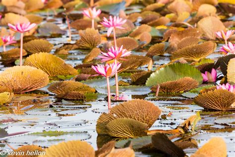 Lotus Flowers Lotus Flowers On Thale Noi Lake Phatthalung Flickr