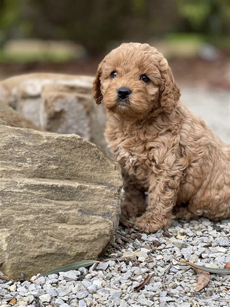 Spoodle Puppies for Sale Melbourne, VIC | Designer K9 Breeders