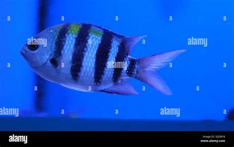 Gold Trevally Hi Res Stock Photography And Images Alamy