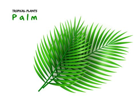 Palm Leaves Vector Illustration Vector Plant Free Download